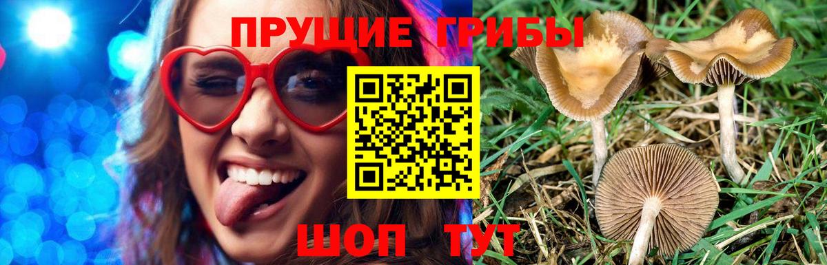 Галлюциногенные грибы GOLDEN TEACHER  Псилоцибиновые грибы MAGIC MUSHROOMS  купить закладку  Ессентуки  Вход с VPN 